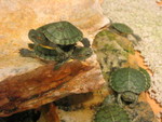 Cute! Wee! Turtles!