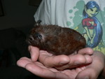 Audrey's hamster