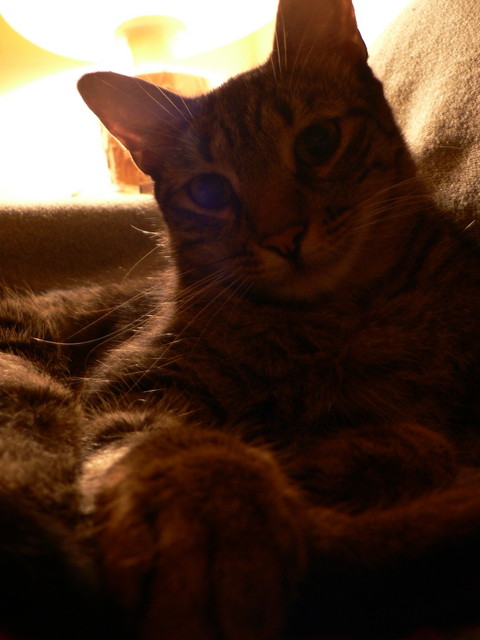Otto
