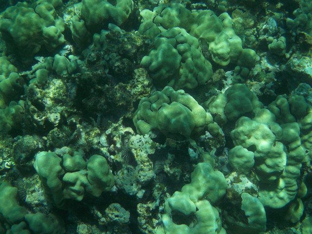 more beautiful coral