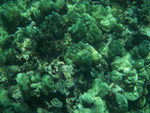 more beautiful coral