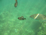 diving while visiting the Na Pali Coast