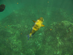 diving while visiting the Na Pali Coast