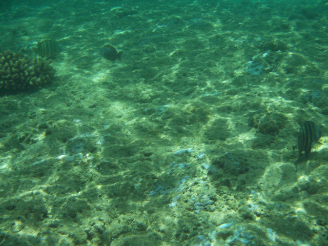 snorkeling at Tunnels Beach