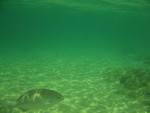 snorkeling at Tunnels Beach