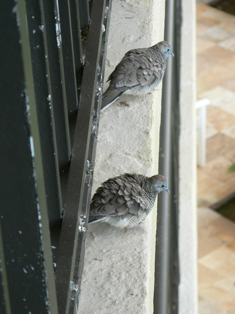 zebra doves