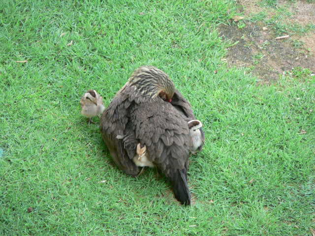 wild chicken with babies coming out from under her