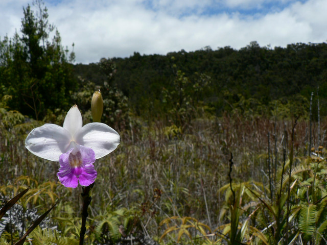 Volcanoes National Park: wild orchid