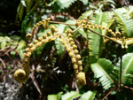 Volcanoes National Park: tinny fiddle heads