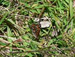 Volcanoes National Park: Kamehameha butterfly