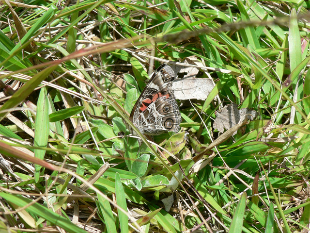 Volcanoes National Park: Kamehameha butterfly