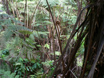 Volcanoes National Park: big fiddle heads