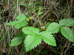 Volcanoes National Park: tiny strawberries?