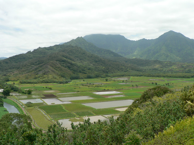 taro fields