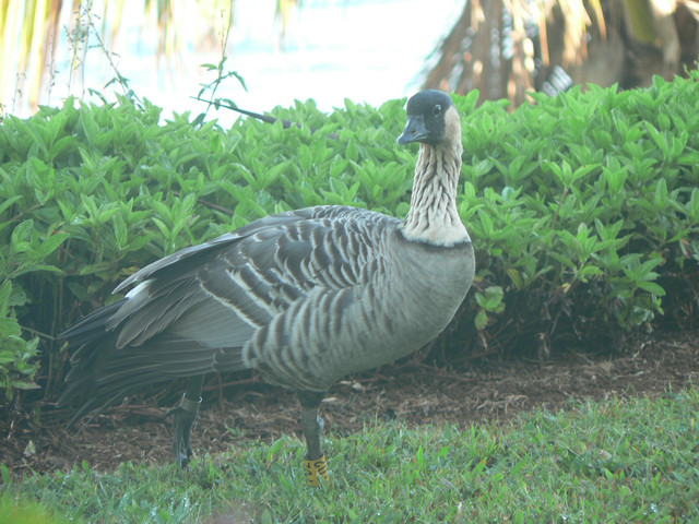 the nene goes mooooo (like a lowing cow)