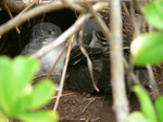 baby Shearwaters