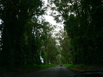 the Tree Tunnel