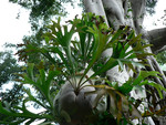 staghorn ferns!!