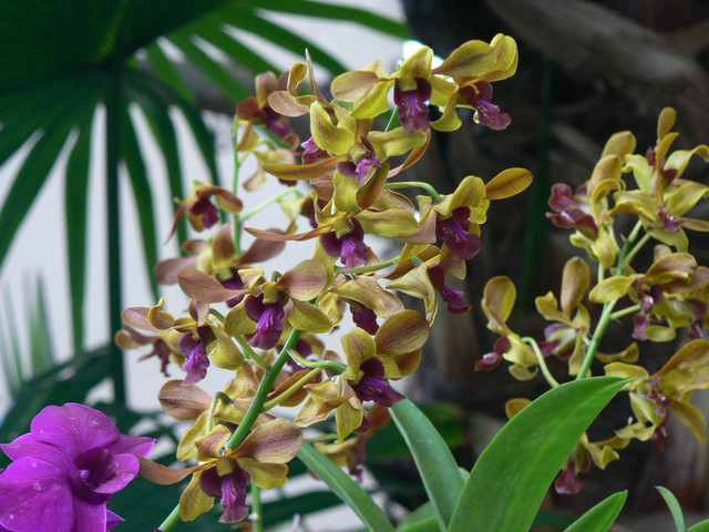 orchids