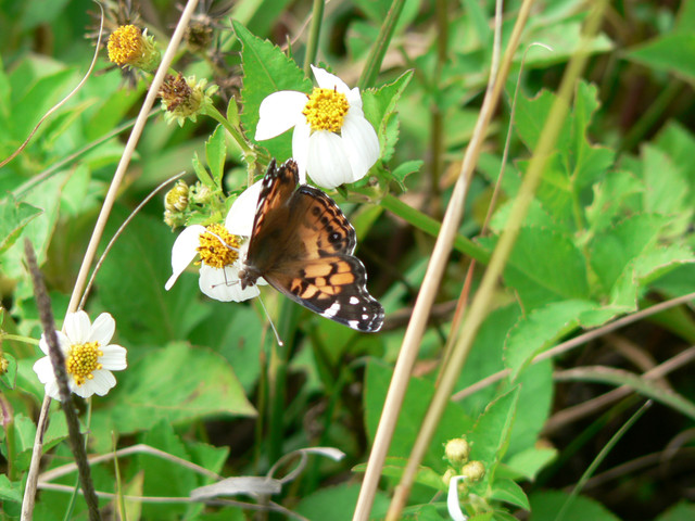 flutterby