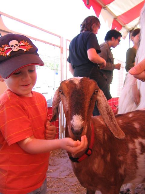 Eli fed lots of goats