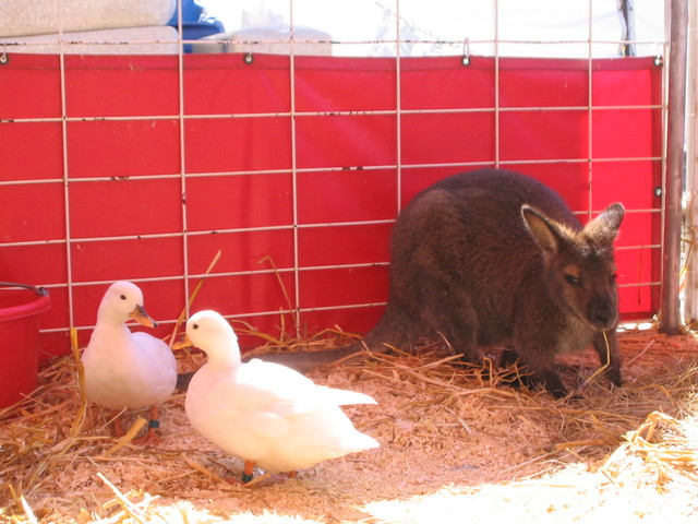 Wallaby? and ducks