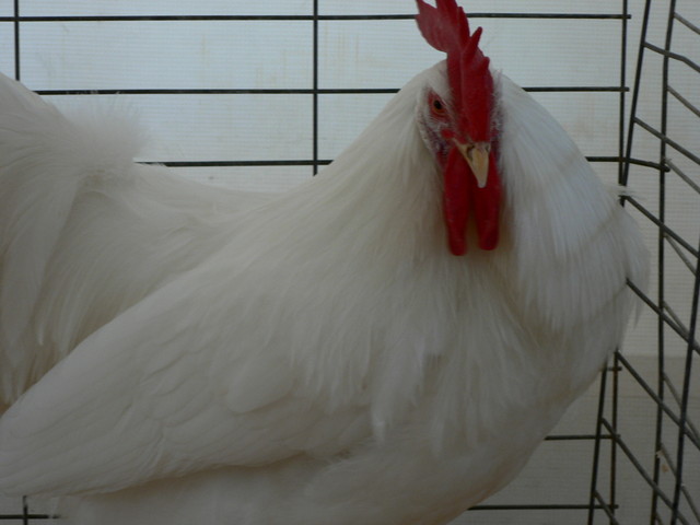 big rooster