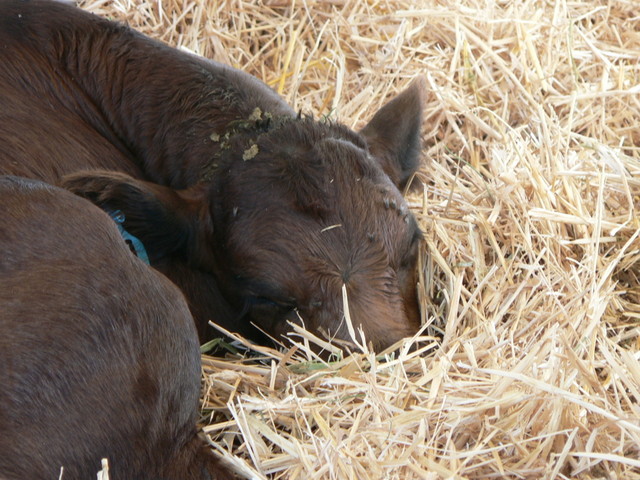 baby cow