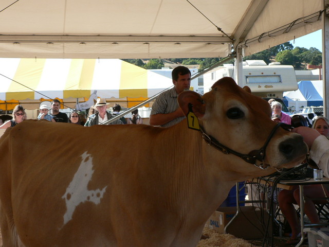 4-H - udder judging