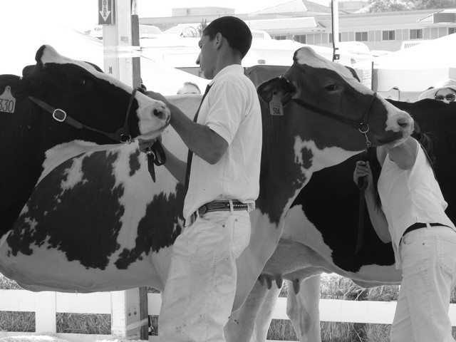 4-H - udder judging