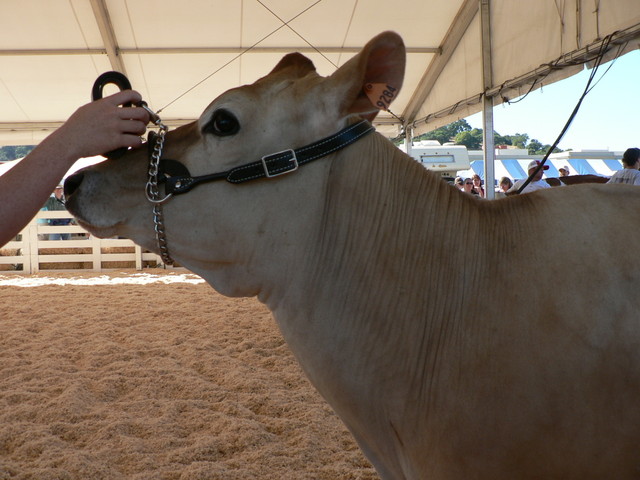 4-H - jersey judging