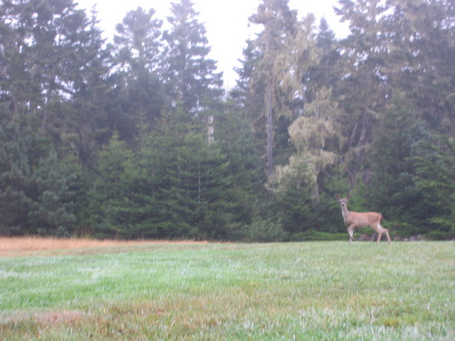 deer!