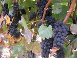 Handley grapes