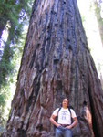 Did I mention the big trees?