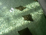 rays (sun. manta.) at the Academy of Sciences