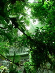 Osher Rainforest