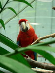 macaw