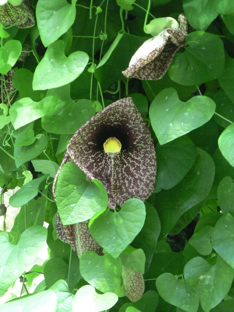 orchid in the rainforest