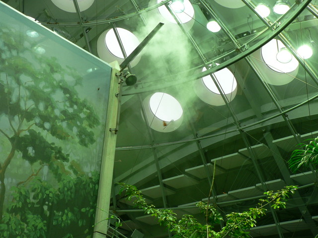 looking up through the rainforest (see the butterflies?)