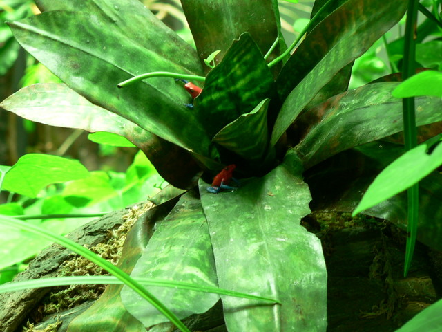 wee rainforest frogs