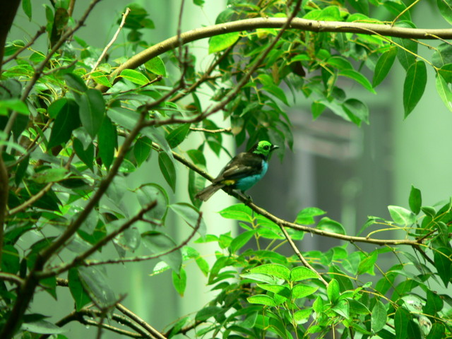 birds