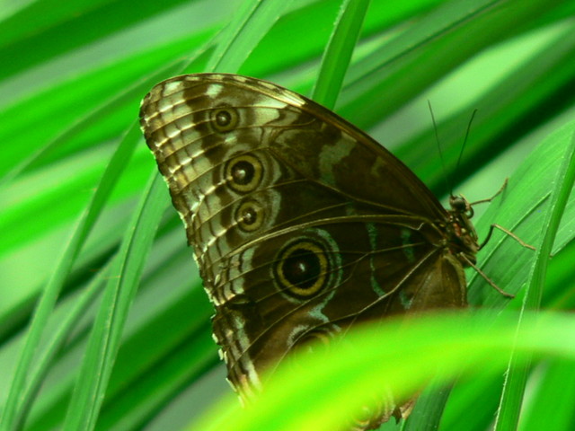 butterfly