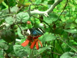 butterfly lunchtime