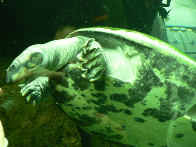 (Jim and his turtle friend)