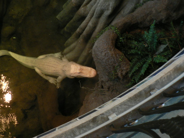 Claude the albino aligator
(an institution at the Academy)