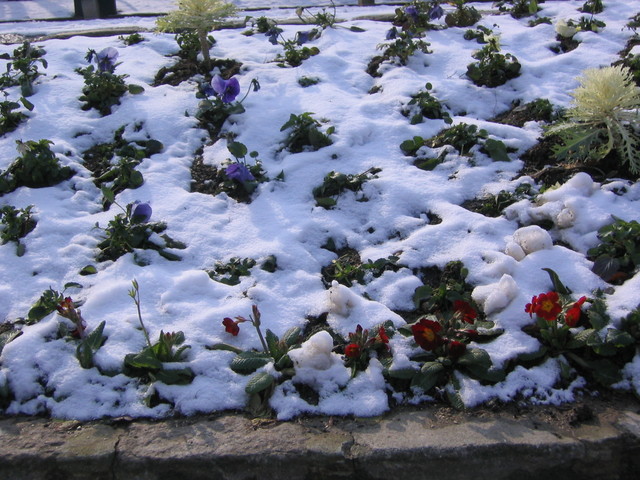 Sooo snowy
(jardin du
St. Julien Le Pauvre)