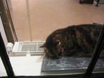 Cat on marble on heater