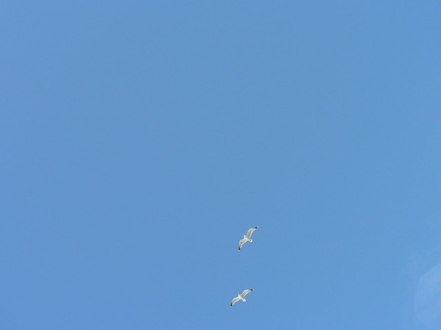 seagulls
(fast shutter practice)