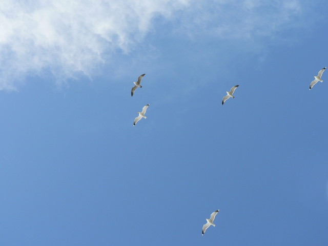 seagulls
(fast shutter practice)