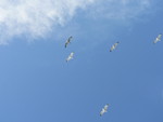 seagulls
(fast shutter practice)